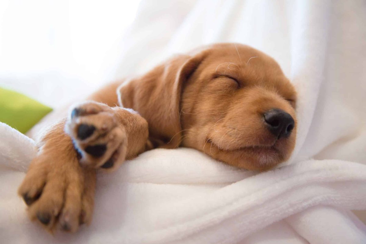 Do Dogs Dream? Unveiling the Mystery Behind Dog Twitching Patterns