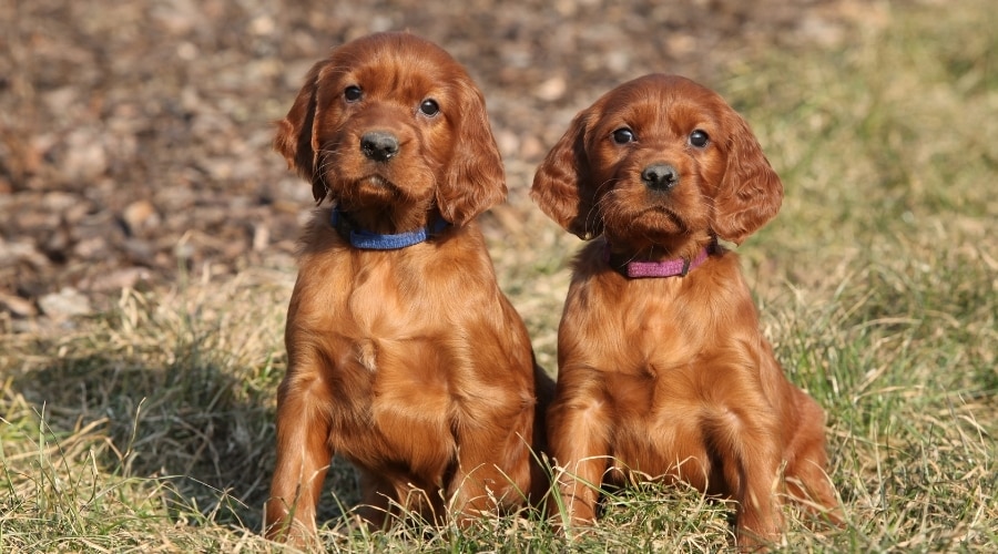 Interesting Facts About the Irish Setter Puppies Breed You May Not Know | PetDogs