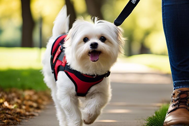 How can I prevent my small dog from pulling on the leash during walks?